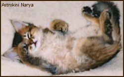 Narya as a kitten