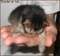 Thunder, August 2004 (1wk old)