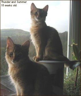 Summer and Thunder, December 2004 (15wks old)